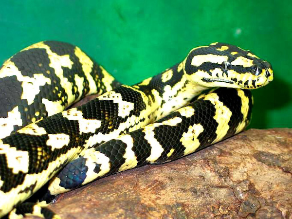 Morelia sp. cheynei - giantsnake.ch